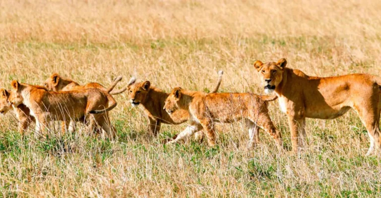 A lioness leads five young cubs in single file through tall golden grass on the open plains