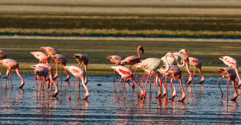 Lesser flamingos wading and feeding in shallow soda-lake water, their pink legs reflected on the surface