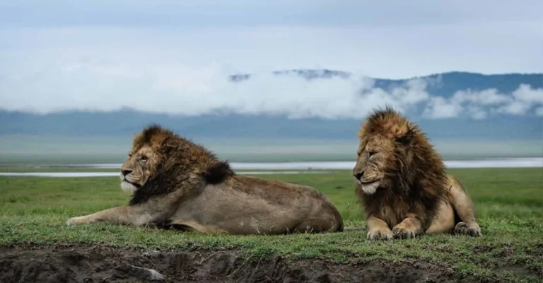 Two maned male lions rest on short grass on a crater floor, with cloud lying along the rim behind