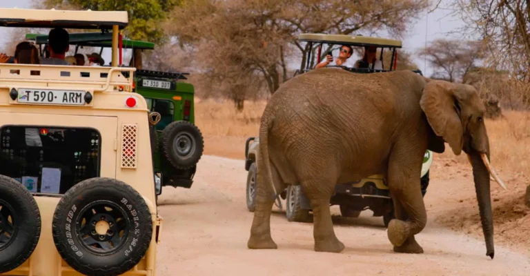 An elephant crosses a dusty park track between safari vehicles while passengers watch from the open roofs