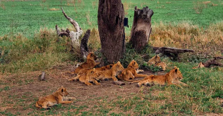 A crèche of young lion cubs resting in the shade of a tree trunk on short green grass