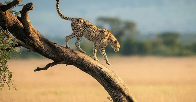 A cheetah stepping down a sloping tree branch above golden grassland in soft evening light