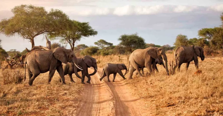 A family of elephants with a small calf crossing a sandy track between dry grass and acacia trees