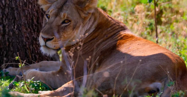 A lioness lying in green grass at the foot of a tree, looking back over her shoulder