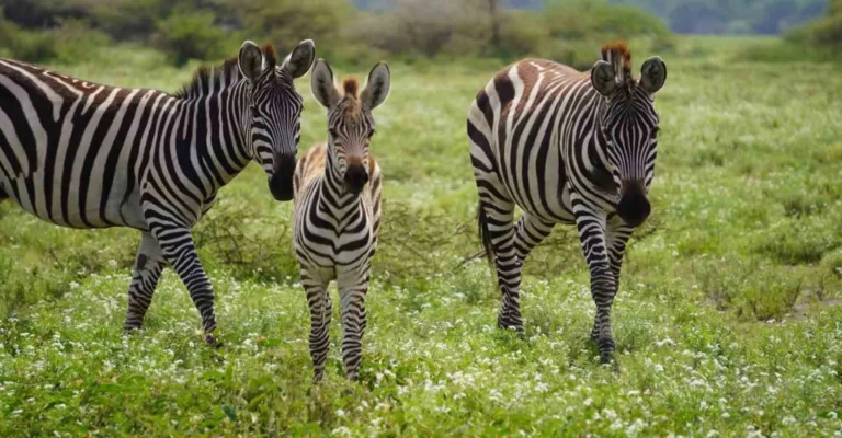 Three plains zebras, one of them a young foal, stand in green grass dotted with small white flowers