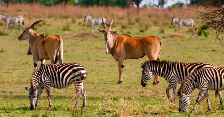 Zebras graze in the foreground while two eland antelope stand on open green grassland
