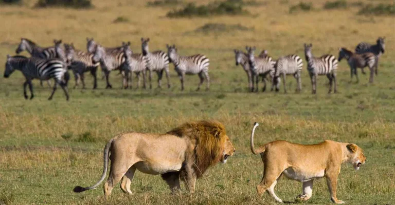 A maned lion and a lioness walking across open grassland in front of a herd of watchful zebras