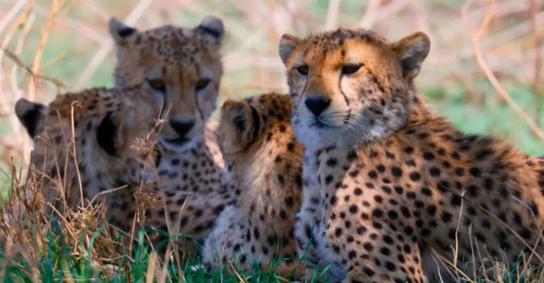 Three young cheetahs lie close together in the grass, one looking straight towards the camera