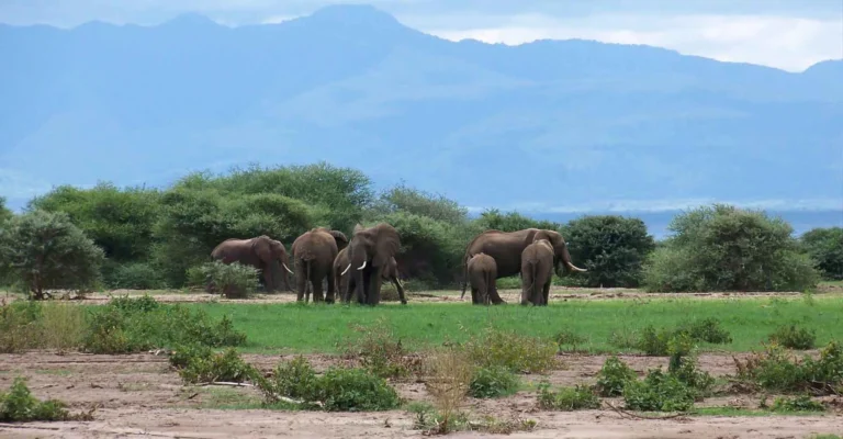 A family of elephants stands on a green floodplain with bush behind and a blue mountain ridge beyond
