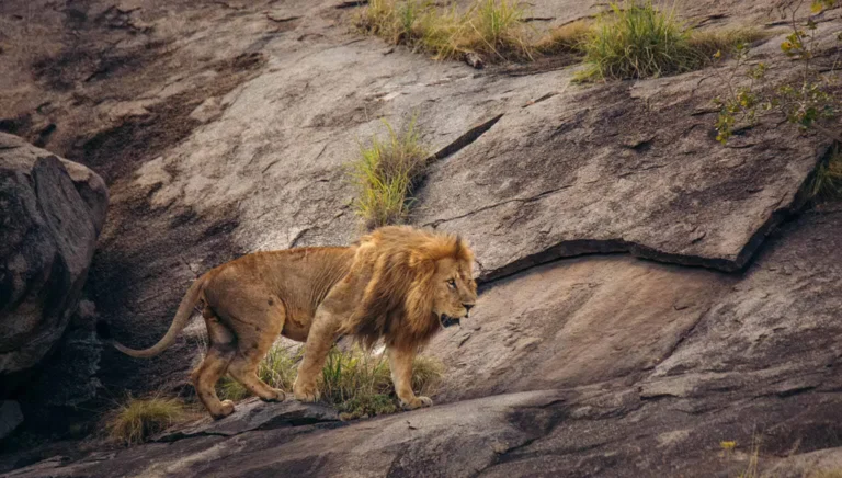 A male lion with a thick golden mane walks across the sloping granite rock of a kopje