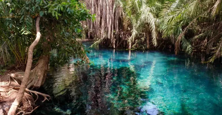 Clear turquoise spring water under palms and hanging roots at a shaded natural pool