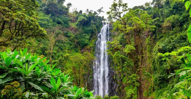 A tall waterfall drops down a dark cliff into thick green forest and banana plants