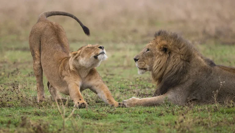 A lioness stretches on short green grass beside a resting male lion with a thick dark mane