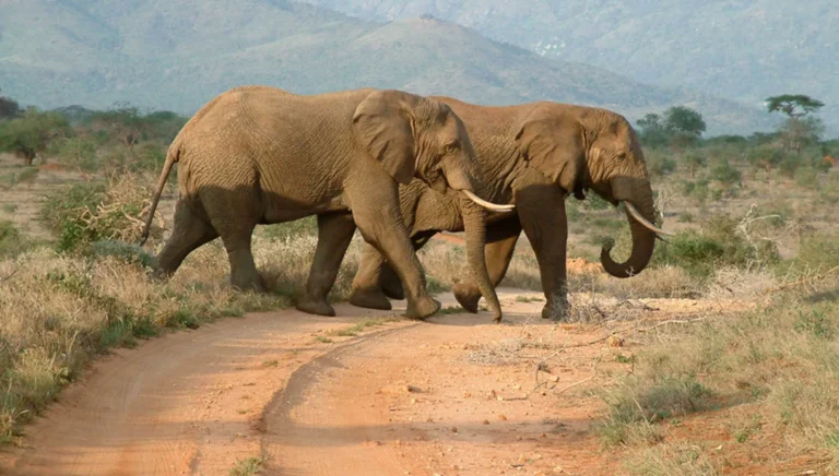Two large elephants cross a red dirt track through dry bush, with hazy hills in the background