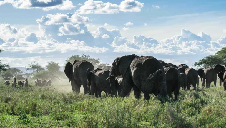 A large herd of elephants walks through long green grass, with zebras grazing behind under a bright sky