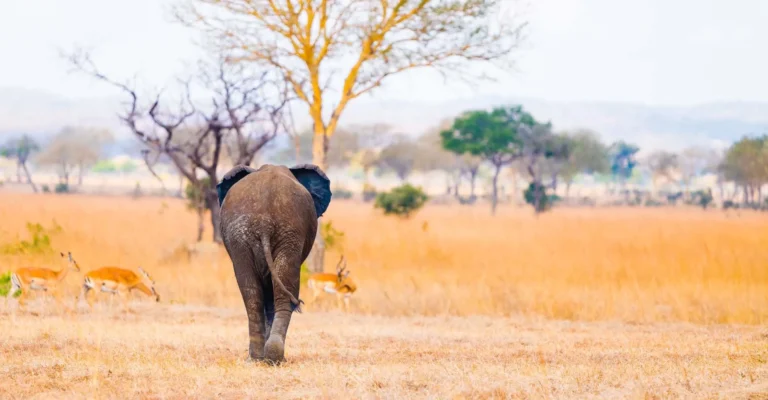 A young elephant walks away through golden grass past a small herd of impala on open savannah