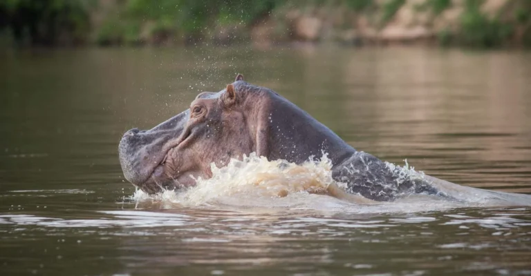 A hippo surges up through a brown river, water splashing around its head and back