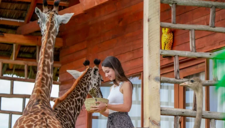 A woman feeds two giraffes from a woven basket outside a wooden building, with an ostrich nearby