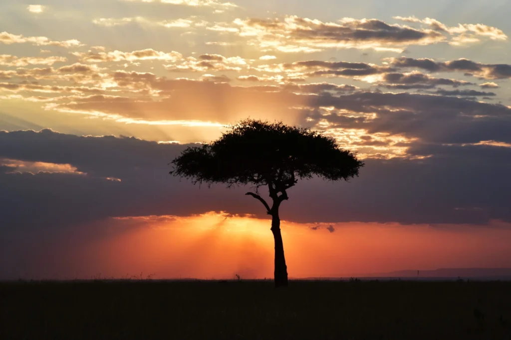 A lone acacia tree silhouetted against an orange sunset