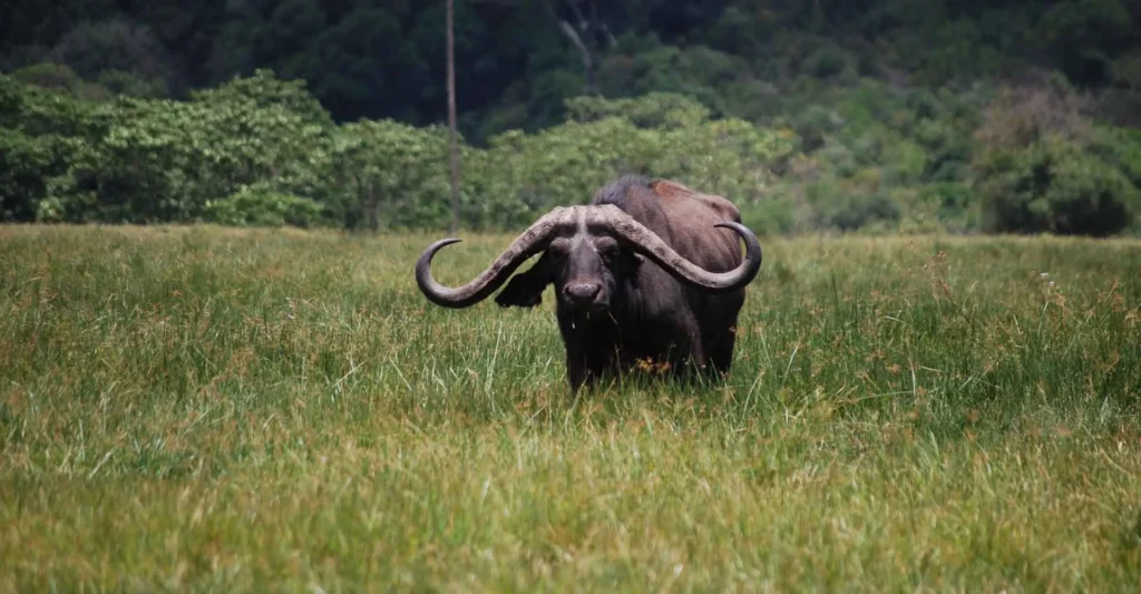 A buffalo in the grassland of Arusha National Park