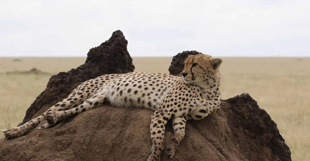 Cheetah resting on a termite mound in the Serengeti