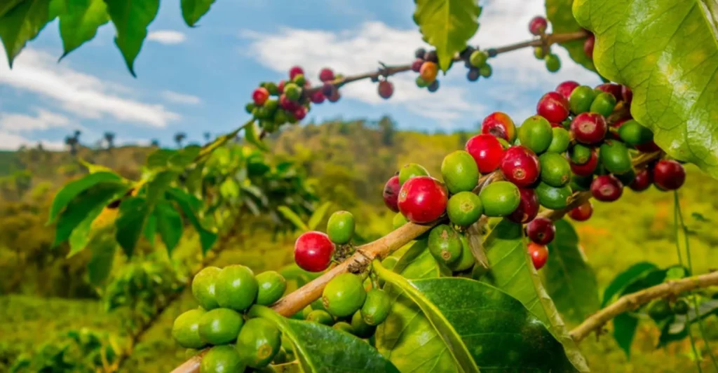 Ripe red coffee cherries on a branch