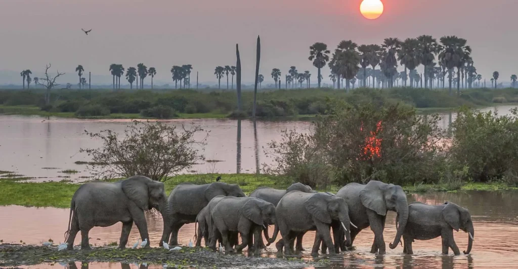 Elephants at a waterhole below palm trees at sunset