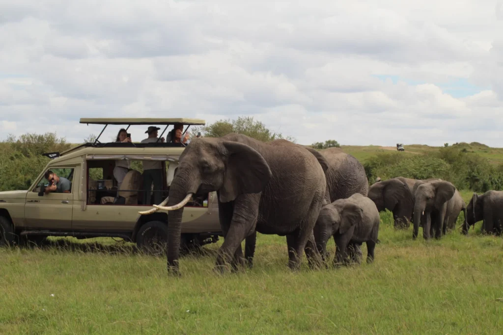 Elephants walk past a safari vehicle with its roof raised as passengers watch