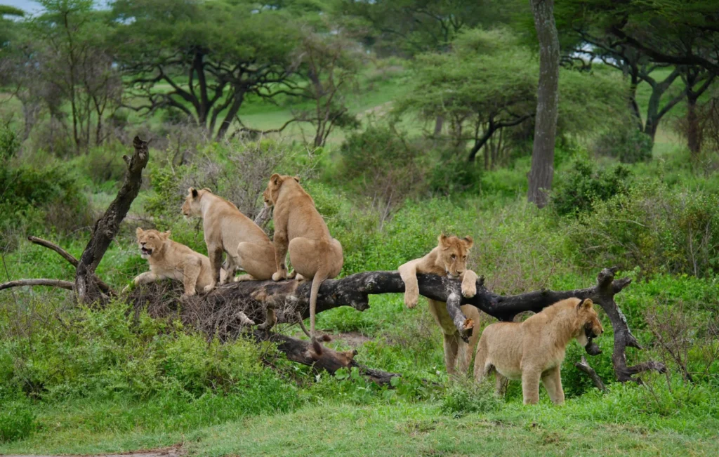 Lions resting on and around a fallen tree in green woodland