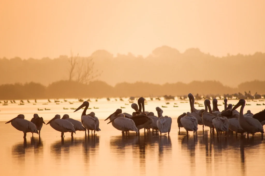 Pelicans standing in shallow water in the orange light of dawn