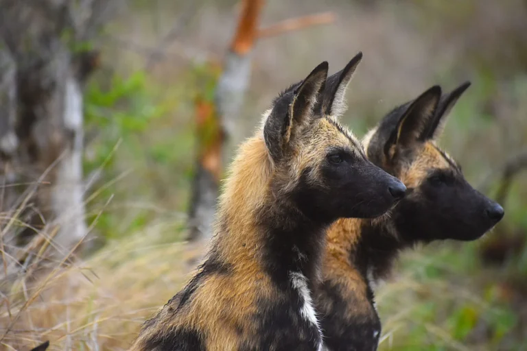 Two African wild dogs with large rounded ears look out to the right