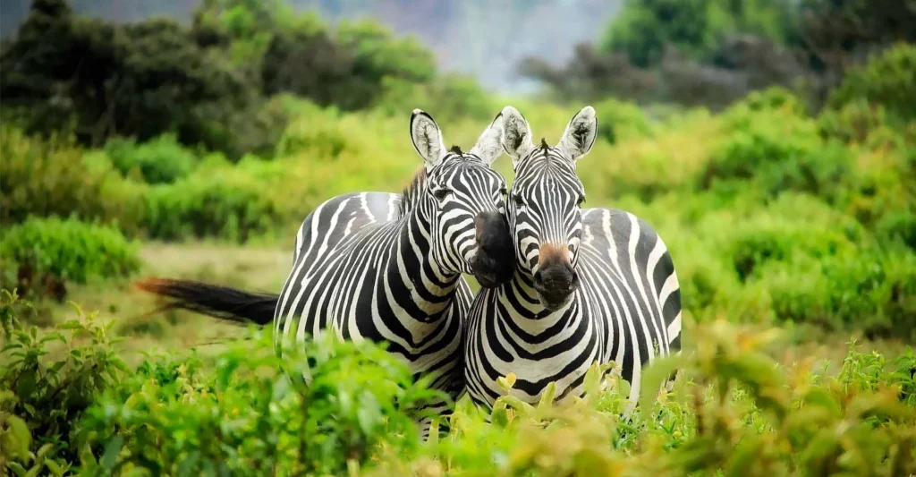 Two zebras stand close together in lush green bush