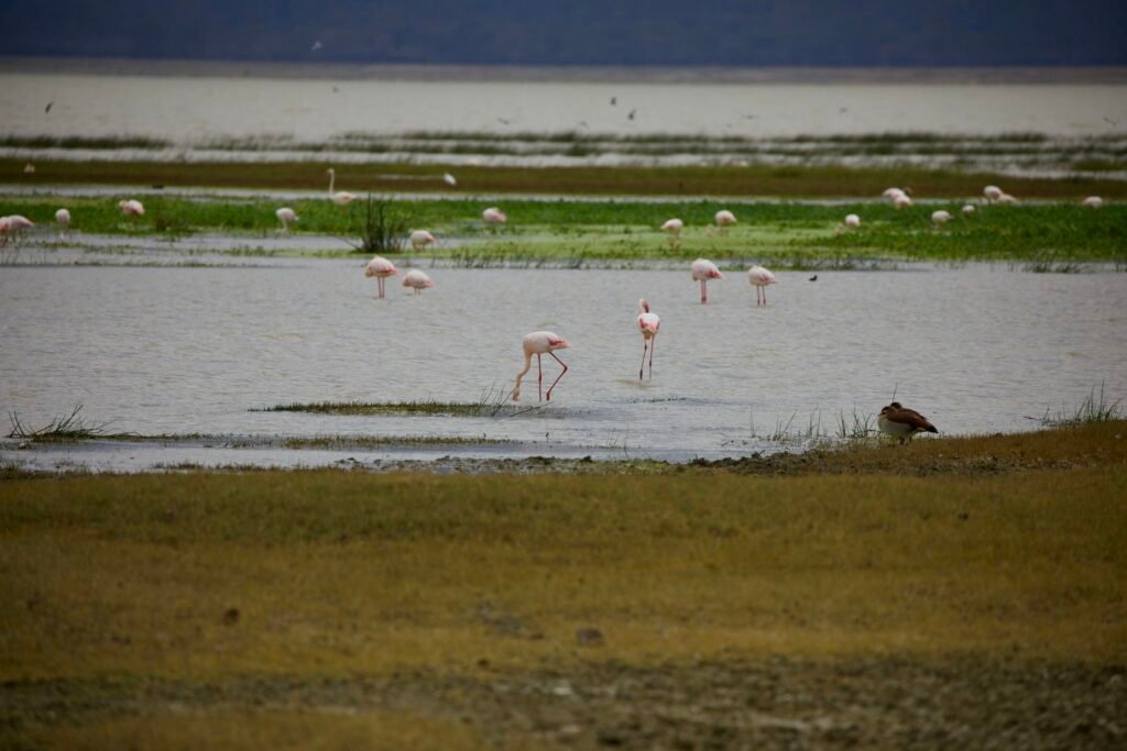 Flamingos wading in a shallow soda lake in northern Tanzania