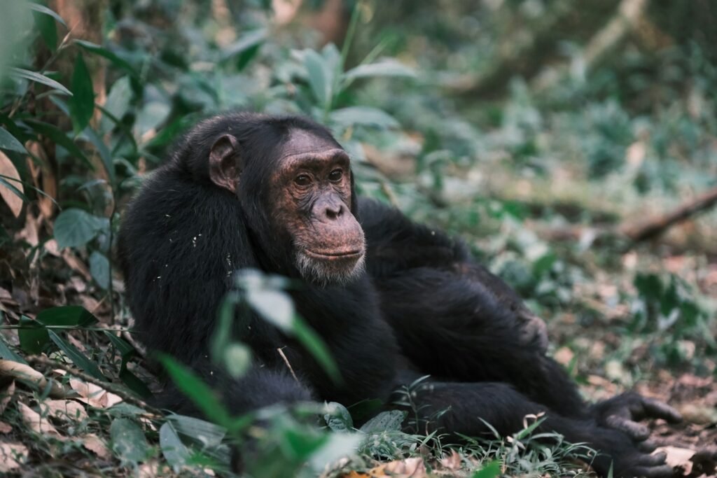A wild chimpanzee resting on the leafy forest floor