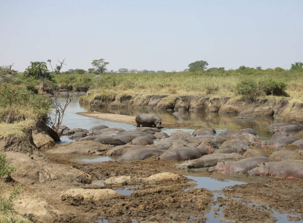 Dozens of hippos packed into a shrinking, muddy river pool in the dry season