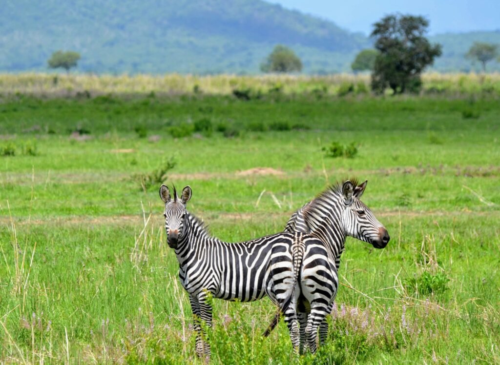 Two zebras on green grassland with scattered trees and forested hills behind, Mikumi National Park