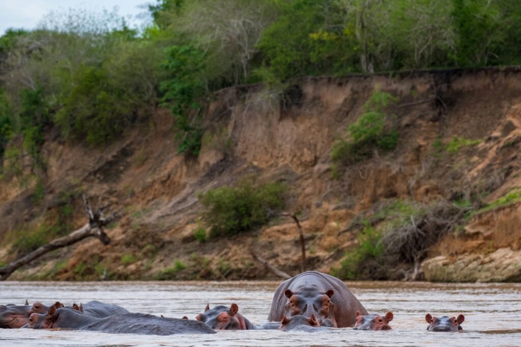 Hippos half submerged in a brown river below a steep, eroded sandy bank in Nyerere National Park