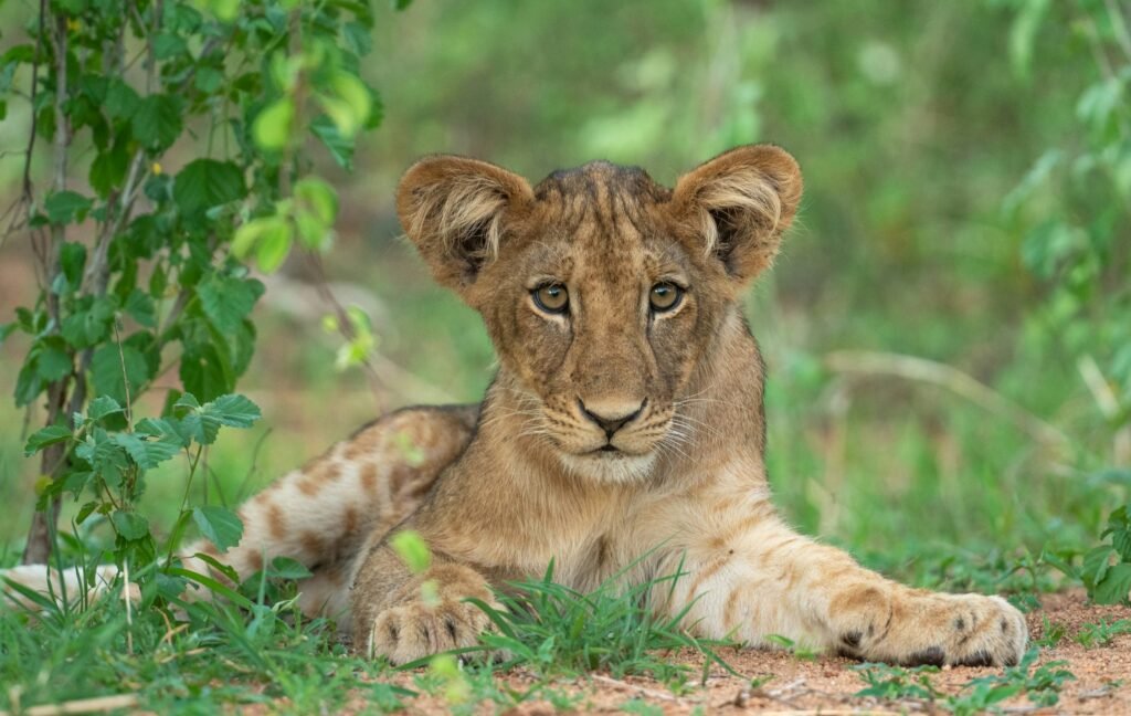 A young lion lying on red earth among green leaves in Ruaha National Park