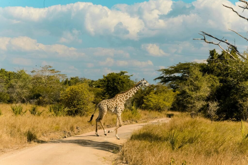 A giraffe crosses a sandy track between dry grass and green bush in Saadani National Park