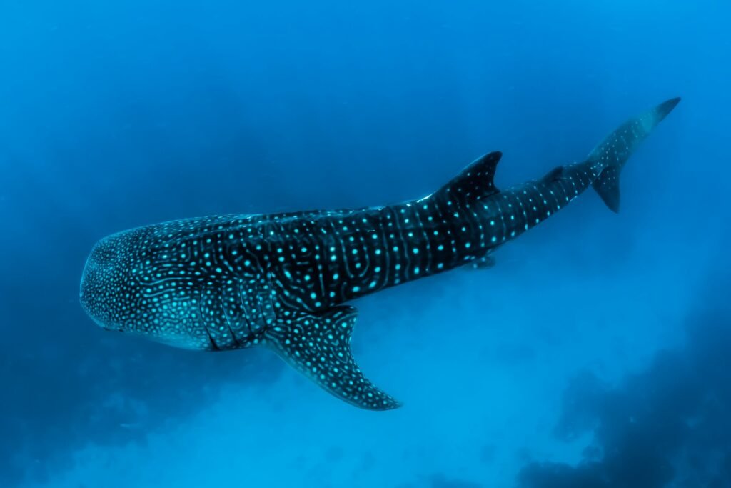 A whale shark swimming through deep blue water