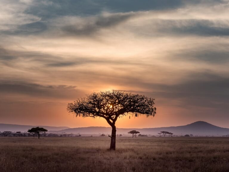 A lone flat-topped acacia tree on the savanna at sunset, hills on the horizon