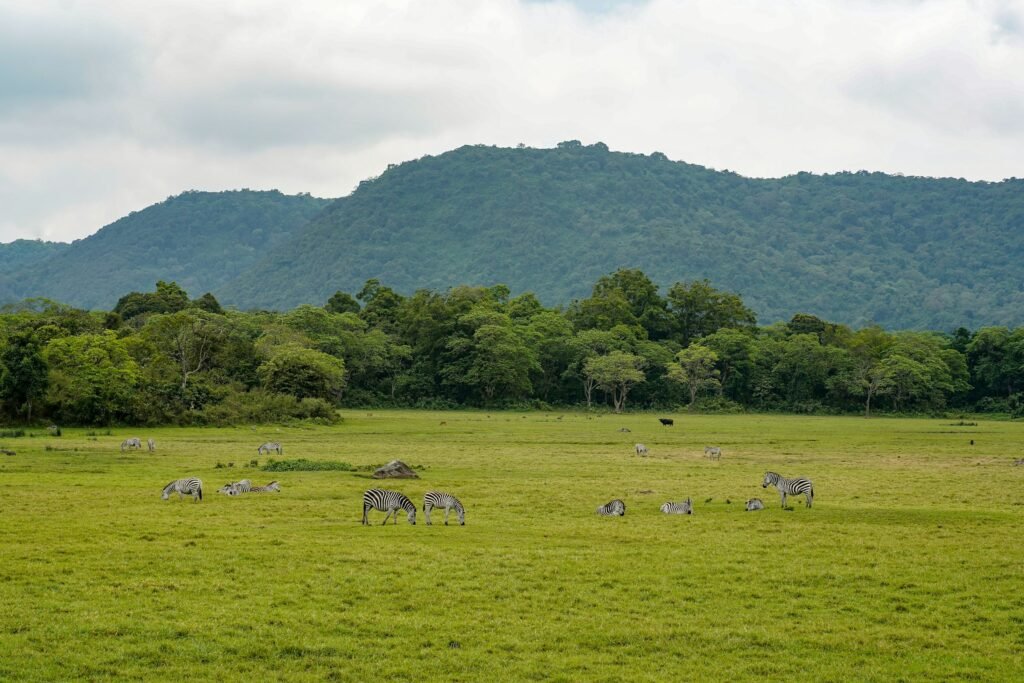 Zebras grazing on a lush green glade below forested hills in Arusha National Park, Tanzania