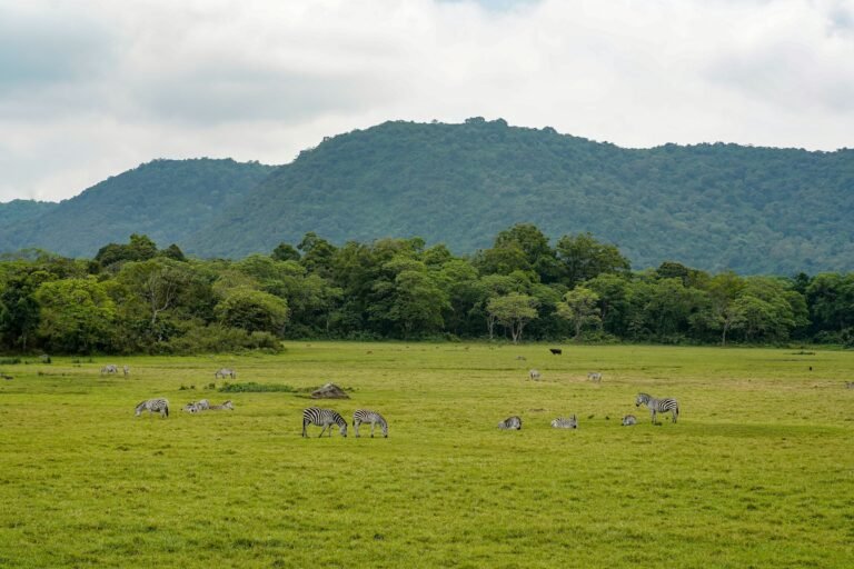 Zebras grazing on a lush green glade below forested hills in Arusha National Park, Tanzania