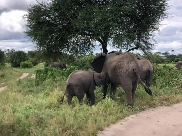 An elephant mother and calf feeding on green grass beneath a large acacia tree