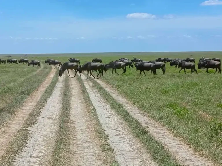 A game-drive track runs across short-grass plains towards a line of grazing wildebeest