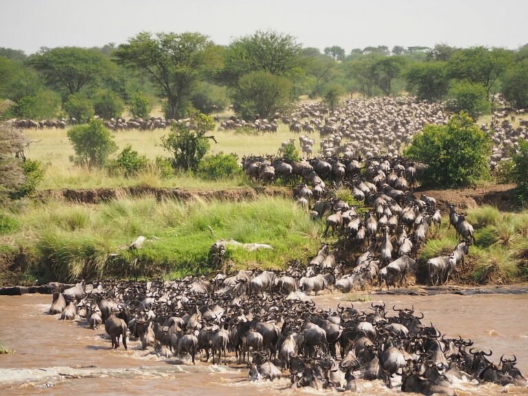 Thousands of wildebeest pouring down a riverbank and crossing the muddy Mara River in the northern Serengeti during the Great Migration