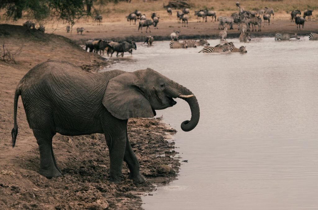 An elephant drinks at a waterhole in Tarangire National Park, with zebra and wildebeest grazing behind