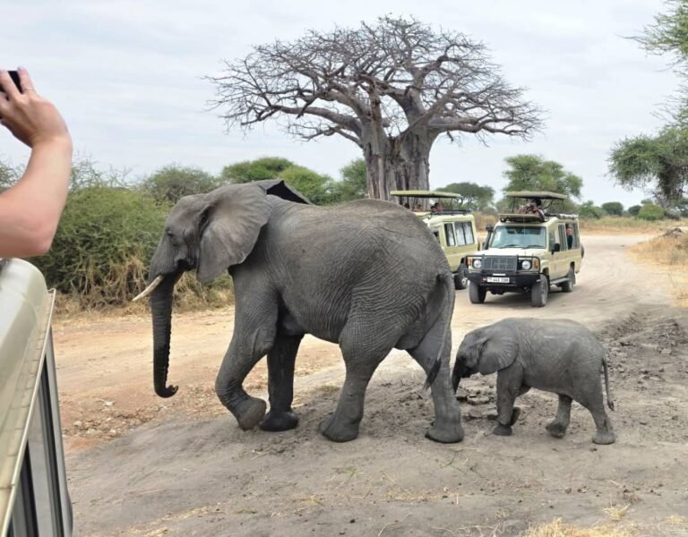 An elephant and her calf cross a dirt track in front of a giant baobab tree in Tarangire, with safari vehicles behind