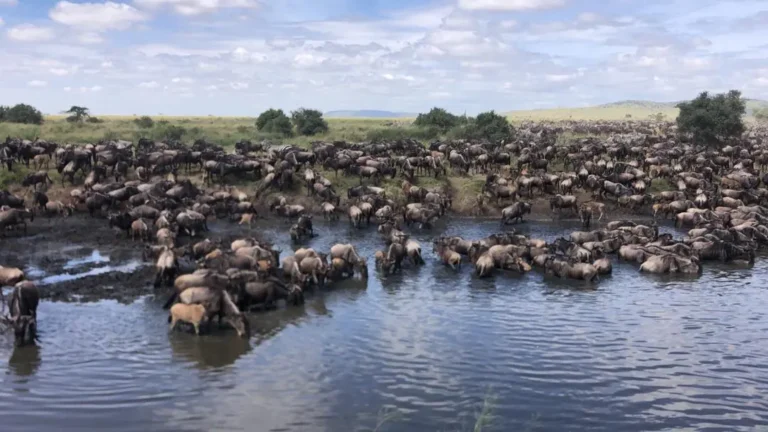 Thousands of wildebeest and zebra crowd the edge of a waterhole on the open plains