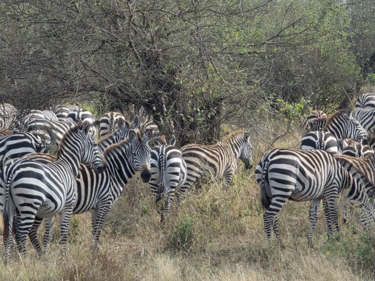A herd of plains zebra standing in dry grass beside acacia woodland